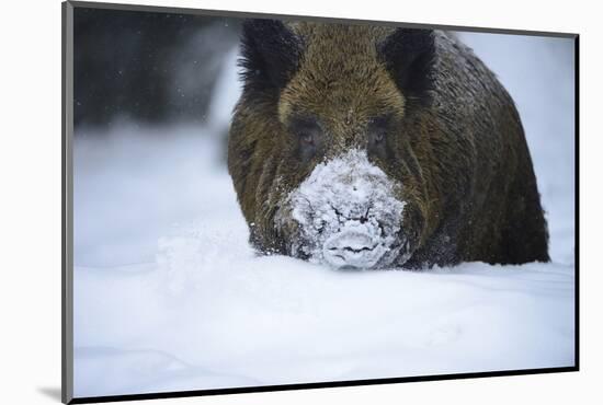 Snow, Wild Boar-Reiner Bernhardt-Mounted Photographic Print