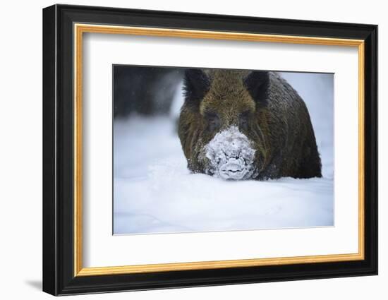 Snow, Wild Boar-Reiner Bernhardt-Framed Photographic Print