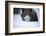 Snow, Wild Boar-Reiner Bernhardt-Framed Photographic Print