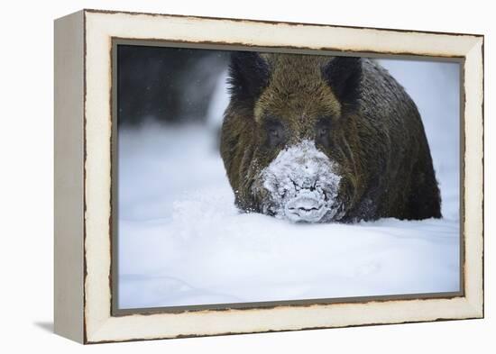 Snow, Wild Boar-Reiner Bernhardt-Framed Premier Image Canvas