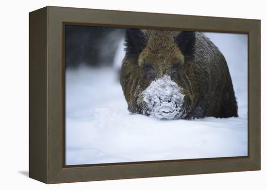 Snow, Wild Boar-Reiner Bernhardt-Framed Premier Image Canvas