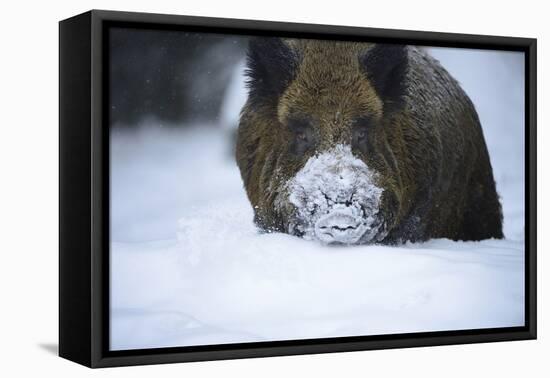 Snow, Wild Boar-Reiner Bernhardt-Framed Premier Image Canvas