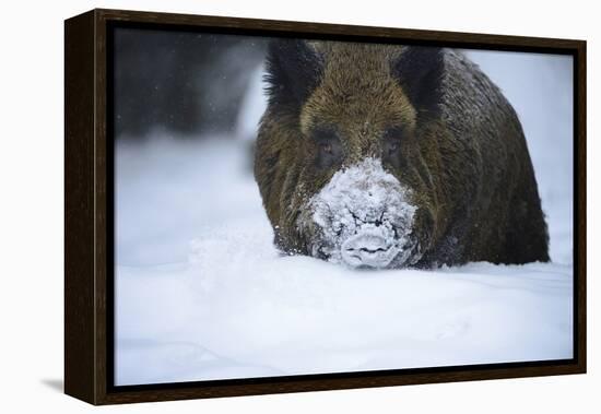 Snow, Wild Boar-Reiner Bernhardt-Framed Premier Image Canvas