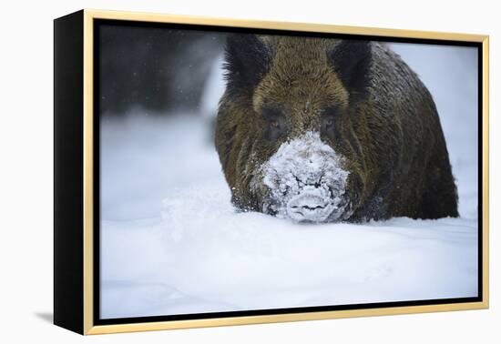 Snow, Wild Boar-Reiner Bernhardt-Framed Premier Image Canvas