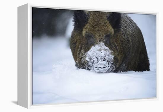 Snow, Wild Boar-Reiner Bernhardt-Framed Premier Image Canvas