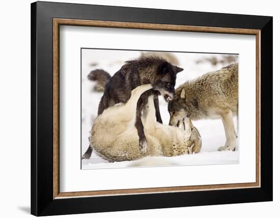 Snow, Wolves, Canis Lupus, Power Struggle Nature, Animals-Ronald Wittek-Framed Photographic Print