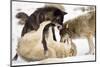 Snow, Wolves, Canis Lupus, Power Struggle Nature, Animals-Ronald Wittek-Mounted Photographic Print