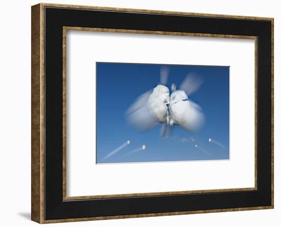 Snowball Flight-Steve Gadomski-Framed Photographic Print