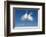 Snowball Flight-Steve Gadomski-Framed Photographic Print