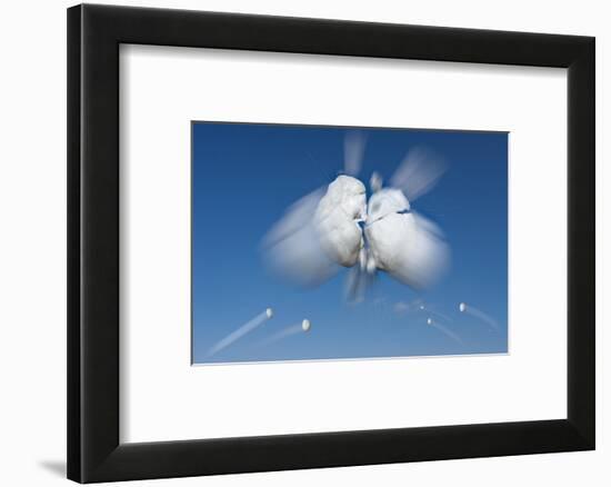 Snowball Flight-Steve Gadomski-Framed Photographic Print