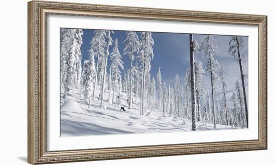 Snowboarder Carving in the Whitefish Range, Stryker Ridge, Montana-Steven Gnam-Framed Photographic Print