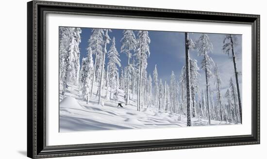 Snowboarder Carving in the Whitefish Range, Stryker Ridge, Montana-Steven Gnam-Framed Photographic Print