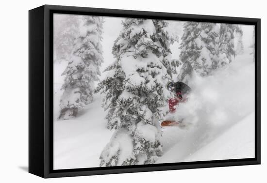 Snowboarding in powder at Whitefish Mountain, Montana, USA-Chuck Haney-Framed Premier Image Canvas
