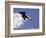 Snowboarding in Santa Fe, New Mexico, USA-Lee Kopfler-Framed Photographic Print