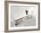 Snowboarding-null-Framed Photographic Print