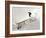 Snowboarding-null-Framed Photographic Print