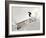 Snowboarding-null-Framed Photographic Print