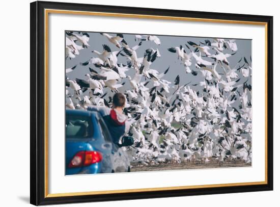 Snowbound, Snow Geese at Merced Wildlife Refuge-null-Framed Photographic Print
