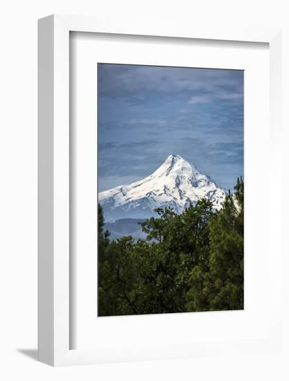 Snowcapped Mt. Jefferson framed by trees in the foreground-Sheila Haddad-Framed Photographic Print