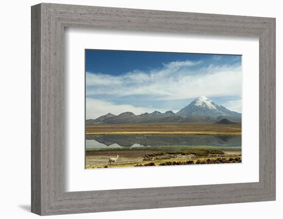 Snowcapped volcano Sajama with flamingos foreground, Sajama National Park, Bolivia-Anthony Asael-Framed Photographic Print