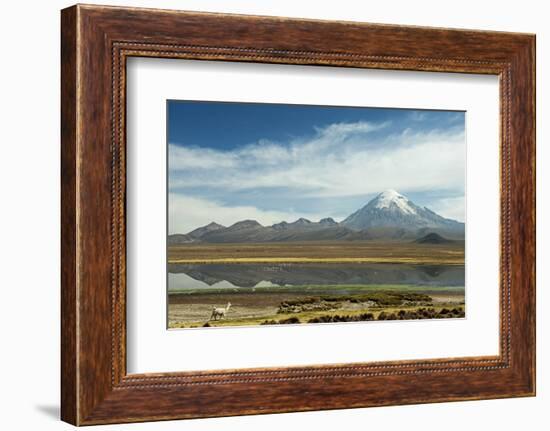 Snowcapped volcano Sajama with flamingos foreground, Sajama National Park, Bolivia-Anthony Asael-Framed Photographic Print