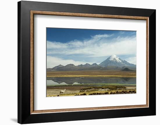 Snowcapped volcano Sajama with flamingos foreground, Sajama National Park, Bolivia-Anthony Asael-Framed Photographic Print