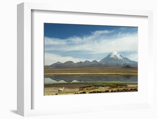 Snowcapped volcano Sajama with flamingos foreground, Sajama National Park, Bolivia-Anthony Asael-Framed Photographic Print