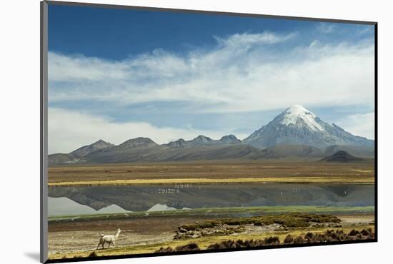 Snowcapped volcano Sajama with flamingos foreground, Sajama National Park, Bolivia-Anthony Asael-Mounted Photographic Print