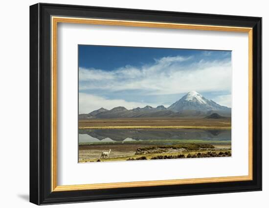 Snowcapped volcano Sajama with flamingos foreground, Sajama National Park, Bolivia-Anthony Asael-Framed Photographic Print