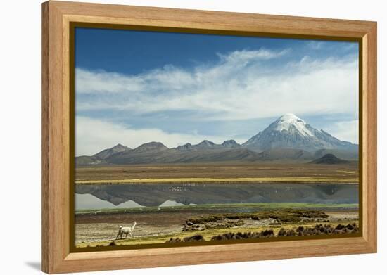 Snowcapped volcano Sajama with flamingos foreground, Sajama National Park, Bolivia-Anthony Asael-Framed Premier Image Canvas