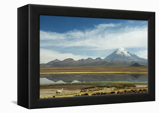 Snowcapped volcano Sajama with flamingos foreground, Sajama National Park, Bolivia-Anthony Asael-Framed Premier Image Canvas