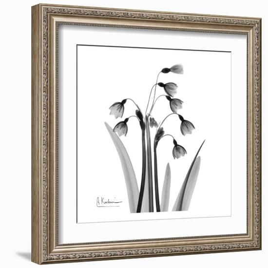 Snowdrop Black and White-Albert Koetsier-Framed Art Print