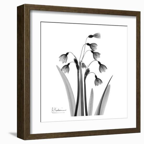 Snowdrop Black and White-Albert Koetsier-Framed Art Print