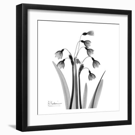 Snowdrop Black and White-Albert Koetsier-Framed Art Print