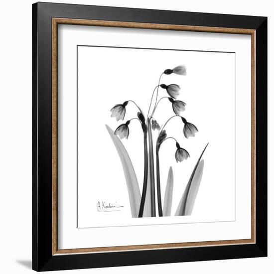 Snowdrop Black and White-Albert Koetsier-Framed Art Print