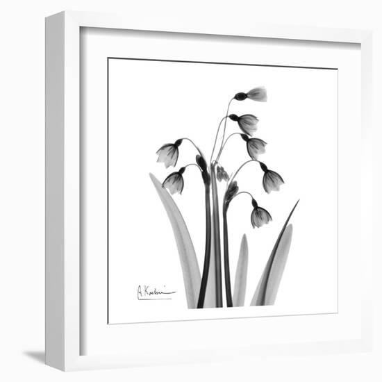 Snowdrop Black and White-Albert Koetsier-Framed Art Print