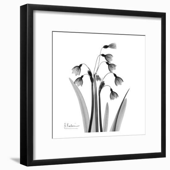 Snowdrop Black and White-Albert Koetsier-Framed Art Print