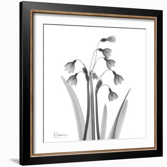 Snowdrop Black and White-Albert Koetsier-Framed Art Print