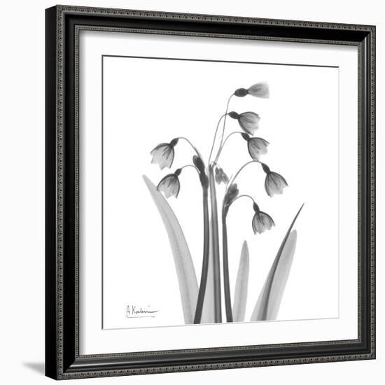 Snowdrop Black and White-Albert Koetsier-Framed Art Print