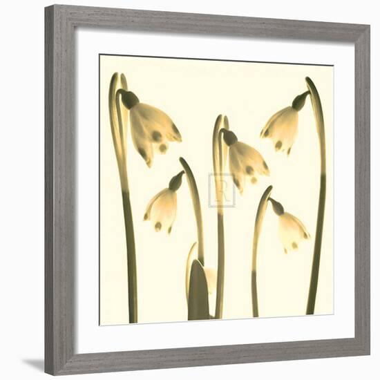 Snowdrop Cluster-Katja Marzahn-Framed Art Print