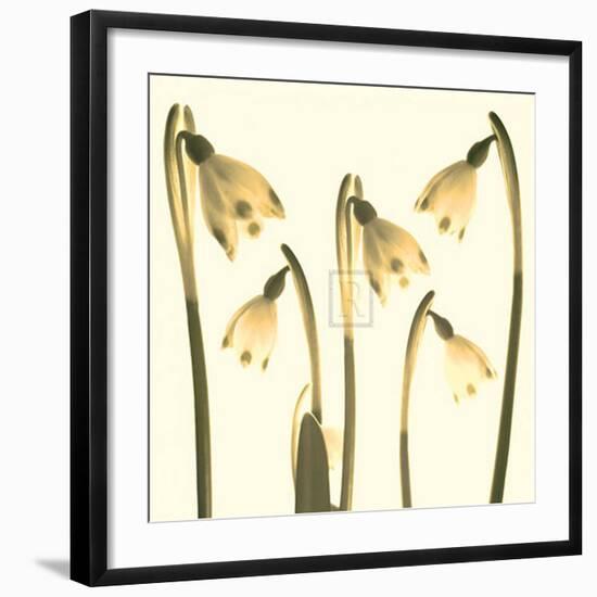 Snowdrop Cluster-Katja Marzahn-Framed Art Print