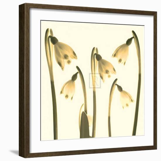 Snowdrop Cluster-Katja Marzahn-Framed Art Print