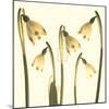 Snowdrop Cluster-Katja Marzahn-Mounted Art Print