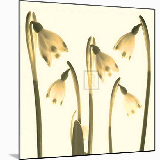 Snowdrop Cluster-Katja Marzahn-Mounted Art Print