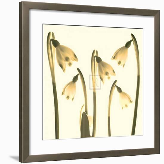 Snowdrop Cluster-Katja Marzahn-Framed Art Print