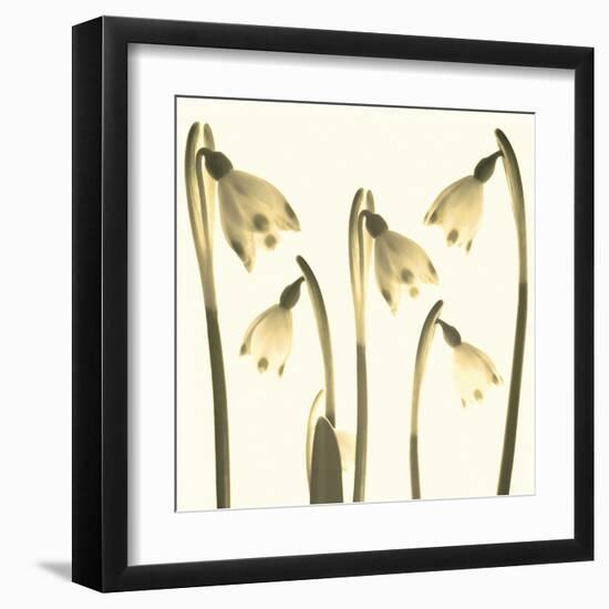 Snowdrop Cluster-Katja Marzahn-Framed Giclee Print