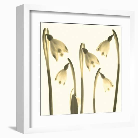 Snowdrop Cluster-Katja Marzahn-Framed Giclee Print