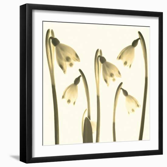 Snowdrop Cluster-Katja Marzahn-Framed Giclee Print