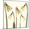 Snowdrop Cluster-Katja Marzahn-Mounted Giclee Print