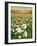 Snowdrop Day, Hatfield House, 1999-Frances Broomfield-Framed Giclee Print